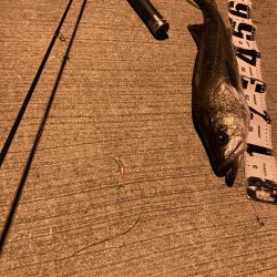 千田でシーバスゲーム