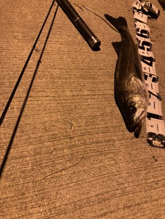 千田でシーバスゲーム