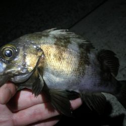 メバルは釣れてガシラが釣れない