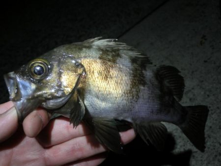 メバルは釣れてガシラが釣れない