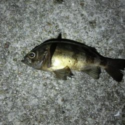 フロート縛りでメバリング