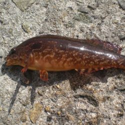 ゴールドのアイナメいたど