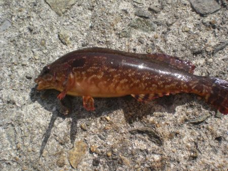 ゴールドのアイナメいたど