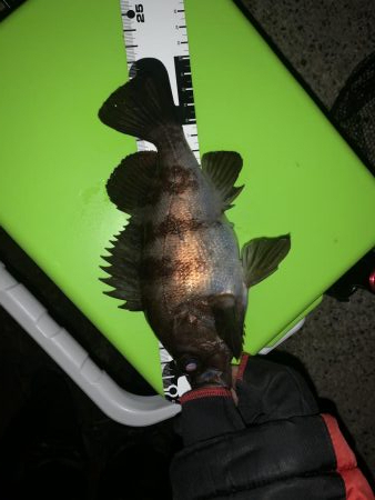 あれ？つ抜け！