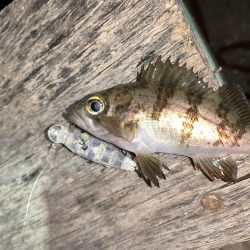 メバルプラッキング⑤