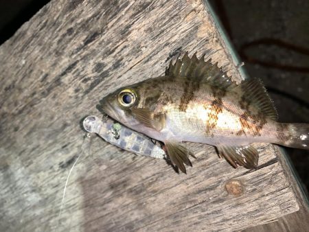 メバルプラッキング⑤