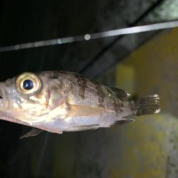 メバルプラッキング15