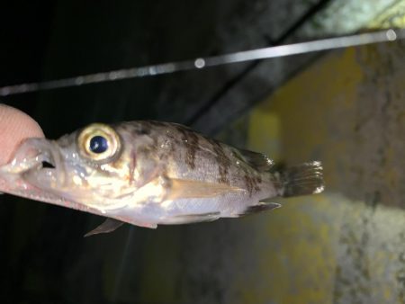 メバルプラッキング15