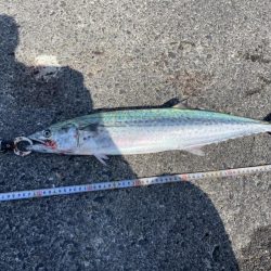 濁りなくなったら青物まだいた