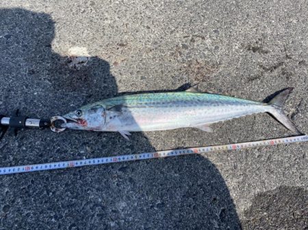 濁りなくなったら青物まだいた