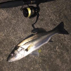 ががっときました。