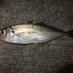 メバリングのはずが！？