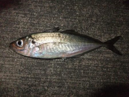 メバリングのはずが！？