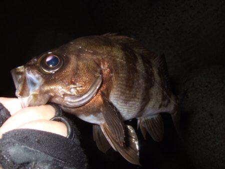 予想外に渋かった