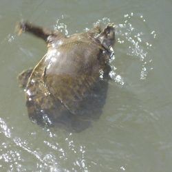 和歌山市某所でへらぶな４０ｃｍ✖１，マブナ３０ｃｍ×１