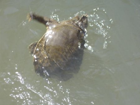 和歌山市某所でへらぶな４０ｃｍ✖１，マブナ３０ｃｍ×１