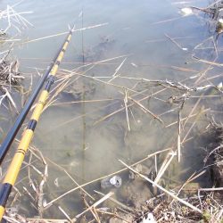 紀ノ川　ヘラブナ釣り　４５ｃｍ✖１枚