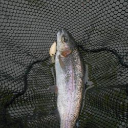 久しぶりの通天湖。