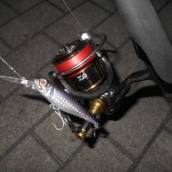 岸壁ノックでヒット。