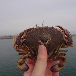 アイナメちゃんゲット