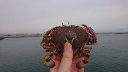 アイナメちゃんゲット