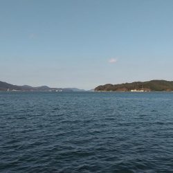 コウイカ釣れた‼️