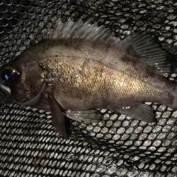 ボトムべったり