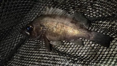 ボトムべったり