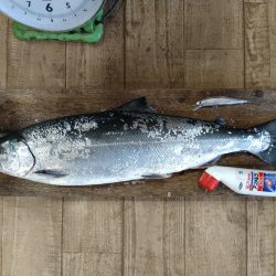 福井のサクラマス