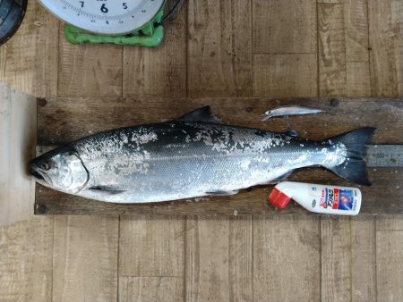 福井のサクラマス