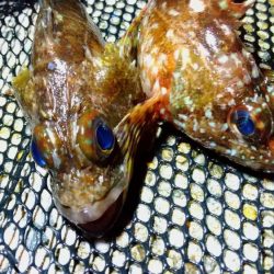 テトラ際べったり