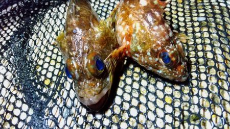 テトラ際べったり