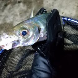 表層風ドリフト