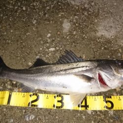 今日もシーバス