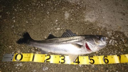 今日もシーバス