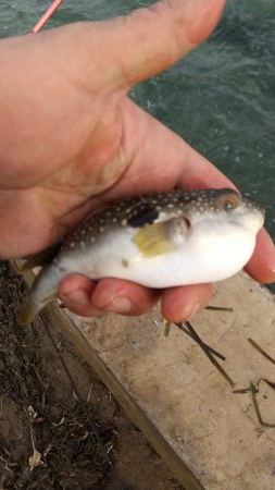 富津岬の先っちょです