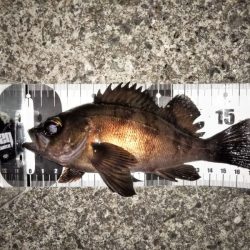 上げ潮に変わったタイミングで