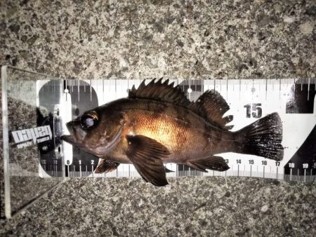 上げ潮に変わったタイミングで