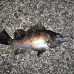 ライズも多くなりました