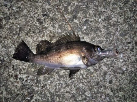 ライズも多くなりました