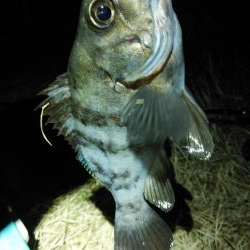 2週連続メバリング