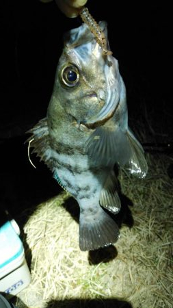 2週連続メバリング