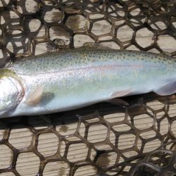 初エリアトラウト