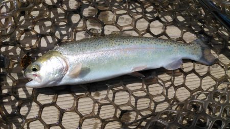 初エリアトラウト