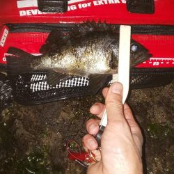 今シーズン初のメバリング