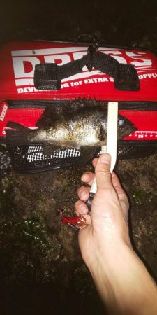 今シーズン初のメバリング