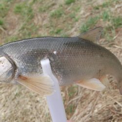 メバリング ホタルイカパターン