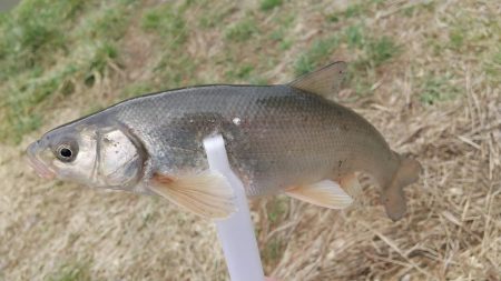 メバリング ホタルイカパターン