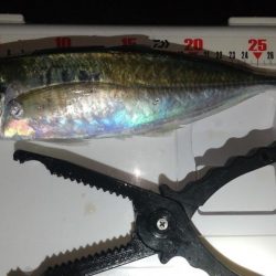 ジグ単アジングで良型