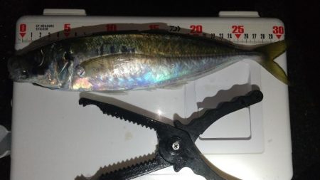 ジグ単アジングで良型